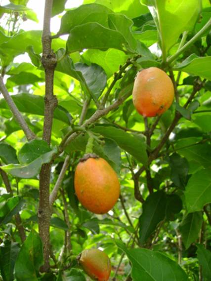 درخت روغن بادام